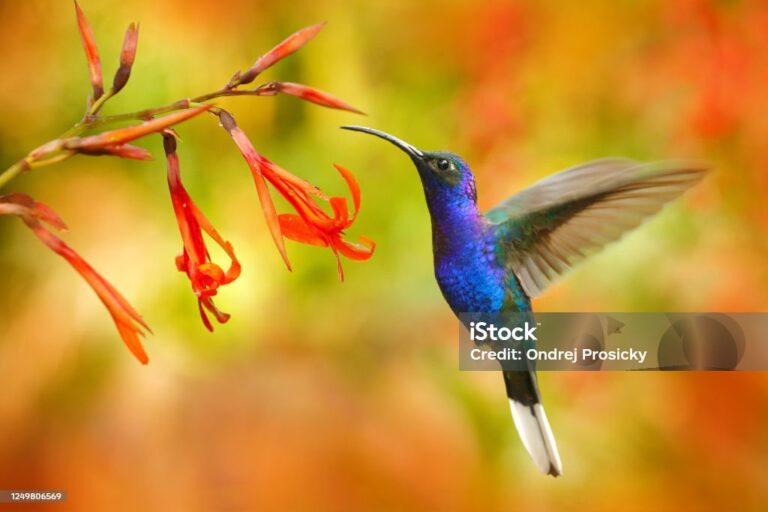 food-of-hummingbird